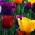 Colorful Flowers Live Wallpaper 2