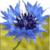 Flower Live Wallpaper HD