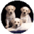 The Dog Breeds