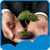 Free Bonsai Live Wallpapers