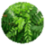Curry Leaves Benefits