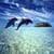 Lovely Dolphins Cute Live Wallpaper