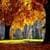 Forest Autumn Live Wallpaper