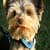 Cute Terrier Puppy Live Wallpaper