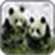 Panda Images_1