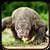 Komodo Dragon Lizard Rampage