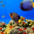 Aquatic Sea Live Wallpaper