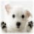 Dog Cute Wallpaper