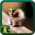Free Download Cute Cat Wallpapers