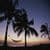 Amazing Twilight palms Wallpaper HD