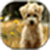 Puppy Wallpaper Images