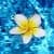 FLOATING FLOWER LIVE WALLPAPER 