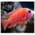 Fish Live Fun For Xperia