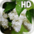 Flower Lilac Drops LWP