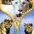 Lion Zipper Lock Screen Top