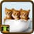 Free Download Cat Wallpaper