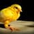 Funny Exotics Animals babies HD Wallpaper