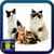 Cats And Kittens Pictures