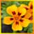 Awesome Flowers Live