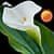 Calla Flower Clock Widget