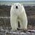 Ice bear wallpaper HD