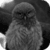 Funny Owl LWP