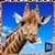 Ultimate Giraffe Simulator