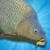 Carp Fishing Simulator base