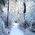 Frosty forest Wallpaper HD