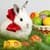 Easter Bunny Live