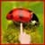 Ladybug Lucky Charm Water LWP