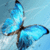 Beauty Butterfly Wallpaper