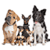 Dog Obedience App