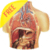 Weird Human Body Facts S40