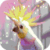 Crested Parrot Live Wallpaper