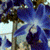 Orchids Live  Wallpaper