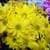 Beautiful Flowers images HD Wallpaper