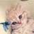 Picture of cute kittens ever HD Wallpaper