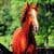 HorseWallpapers