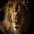 Lion Live Wallpapers Free