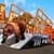 Zoo Animal - Truck Transport