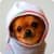 Dressed Animals Live Wallpaper