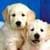 1023 Dogs Wallpapers