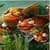 Funny Fish Live Wallpaper free