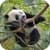 Panda Live Wallpaper 3D