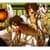 Amatsuki Anime Wallpapers