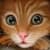 Cat Breeds Quiz