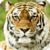 Beautiful Tiger Live Wallpaper HD
