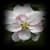Apple Blossom Onet Classic Game