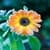 Calendula Flowers Onet Classic Game